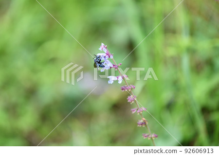 Blue bee that brings happiness (Namirurimon bee) Blue bee that brings happiness (Namirurimon bee) 92606913