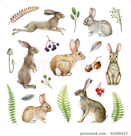Bunny, rabbit natural forest elements set. Watercolor illustration. Hand drawn bunnies and rabbits in different poses. Cute realistic bunny and rabbit set with forest ferns, berries. White background 92606925