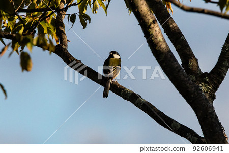 EOS5D. From Hiroshima City, Great Tit. 92606941