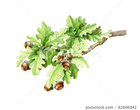 Oak tree branch with acorns on white background. Watercolor illustration. Hand drawn tree element. Oak branch with lush green leaves, acorns 92606942