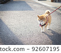 Shiba Inu walking 92607195