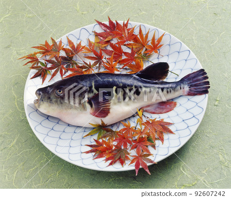 Round tiger puffer served on a plate Round tiger puffer served on a plate 92607242