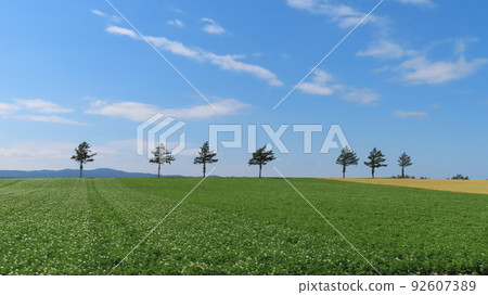 北海道山坡女人的童話故事 92607389