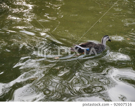 A duck swimming in a park pond A duck swimming in a park pond 92607516