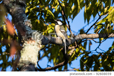 EOS5D. Good luck to the great tit in Hiroshima city. 92608039