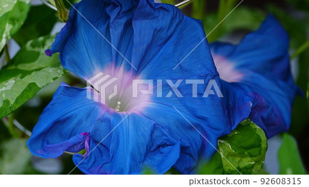 Super large morning glory exhibition / refreshing blue system Super large morning glory exhibition / refreshing blue system 92608315