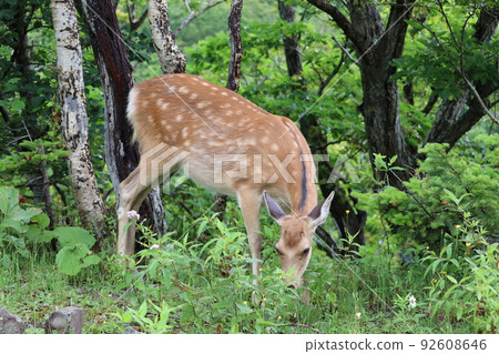 Shiretoko Forest Wild Deer Shiretoko Forest Wild Deer 92608646