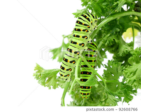 歐芹上的 Papilio machaon 幼蟲 92608766