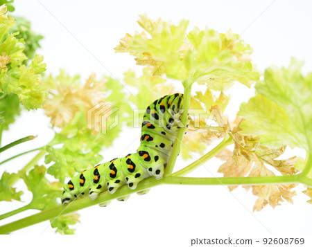 Papilio machaon 幼蟲在歐芹莖上移動 Papilio machaon 幼蟲在歐芹莖上移動 92608769