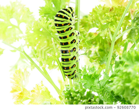 Papilio machaon 幼蟲通過吃歐芹葉移動 92608770