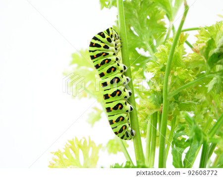 Papilio machaon 幼蟲與華麗的色調 Papilio machaon 幼蟲與華麗的色調 92608772