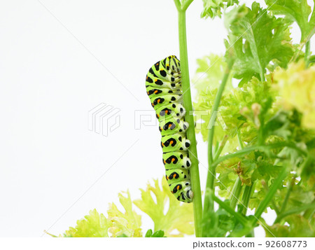 具有橙色和黑色圖案的 Papilio 蝴蝶毛蟲 92608773