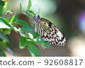 Large tree nymph perched on a tree branch 92608817