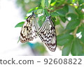 Large tree nymph perches on a tree branch and copulates 92608822