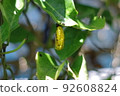 A golden tree nymph pupa hangs on a tree branch 92608824