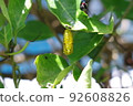 Golden tree nymph pupae are hanging on the leaves 92608826