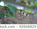 Large tree nymph with torn feathers perched on a leaf 92608829