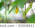 Golden tree nymph pupae are hanging on the leaves 92608831