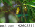 Golden tree nymph pupae are hanging on the leaves 92608834