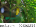 Golden tree nymph pupae are hanging on the leaves 92608835