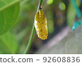 Golden tree nymph pupae are hanging on the leaves 92608836