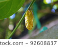 Golden tree nymph pupae are hanging on the leaves 92608837