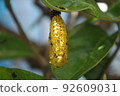 Golden tree nymph pupae are hanging on the leaves 92609031