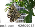Large tree nymph perches on a tree and copulates 92609032