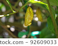 Golden tree nymph pupae are hanging on the leaves 92609033