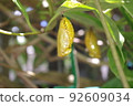 Golden tree nymph pupae are hanging on the leaves 92609034