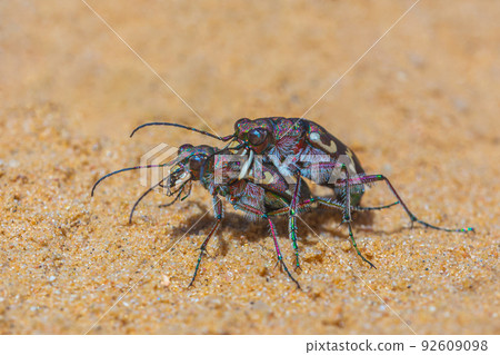 Northern dune tiger beetles mating - Cicindela hybrida Northern dune tiger beetles mating - Cicindela hybrida 92609098