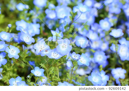 Nemophila花 Nemophila花 92609142