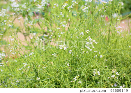 田邊蘿蔔花 92609149