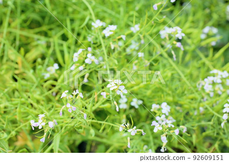 田邊蘿蔔花 92609151