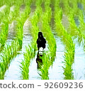 走在稻田的烏鴉 92609236