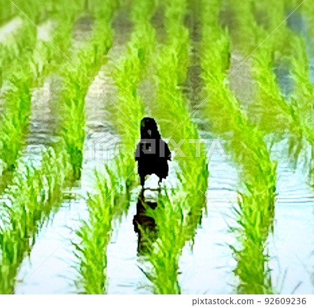 走在稻田的烏鴉 92609236