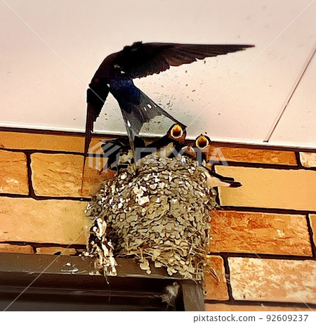 媽媽吞下絕望的餵食 92609237