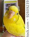 黃色虎皮鸚鵡 92609239