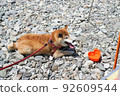 Shiba Inu relaxing outdoors 92609544