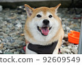 Shiba Inu relaxing outdoors 92609549