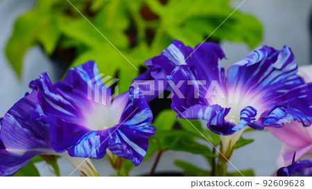 清晨在超大型牽牛花展(日比谷公園)拍攝的牽牛花 清晨在超大型牽牛花展(日比谷公園)拍攝的牽牛花 92609628