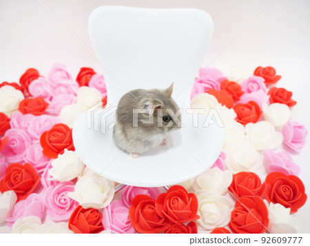 Miniature chair and jungarian hamster Miniature chair and jungarian hamster 92609777