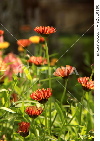 small pot marigold flowers 92610180