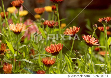 small pot marigold flowers 92610181