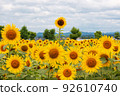 Sunflower field in full bloom 92610740