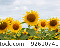Sunflower field in full bloom 92610741