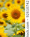 Bees coming to suck nectar in a sunflower field in full bloom 92610742