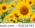 Bees coming to suck nectar in a sunflower field in full bloom 92610743
