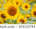 Bees coming to suck nectar in a sunflower field in full bloom 92610744