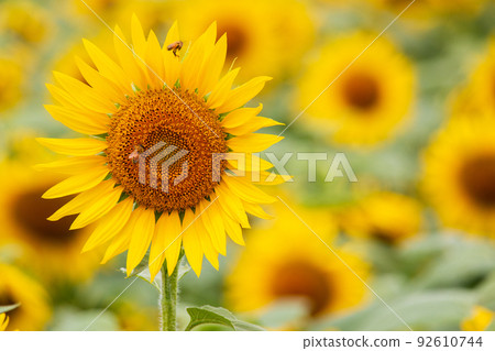 Bees coming to suck nectar in a sunflower field in full bloom 92610744